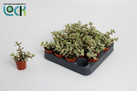 Portulacaria afra 'Variegata'