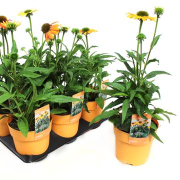 Echinacea SOMBRERO COMPACT YELLOW