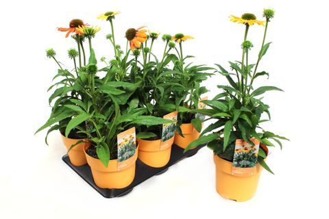 Echinacea SOMBRERO COMPACT YELLOW