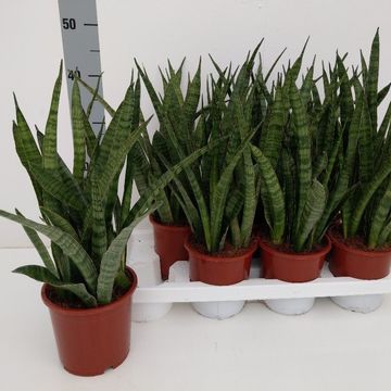 Sansevieria zeylanica 'Greenline'