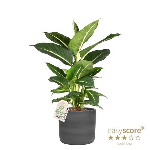 Dieffenbachia 'Green Magic'