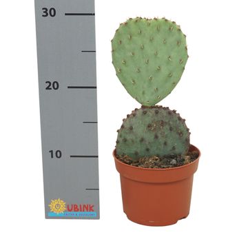 Opuntia aurea