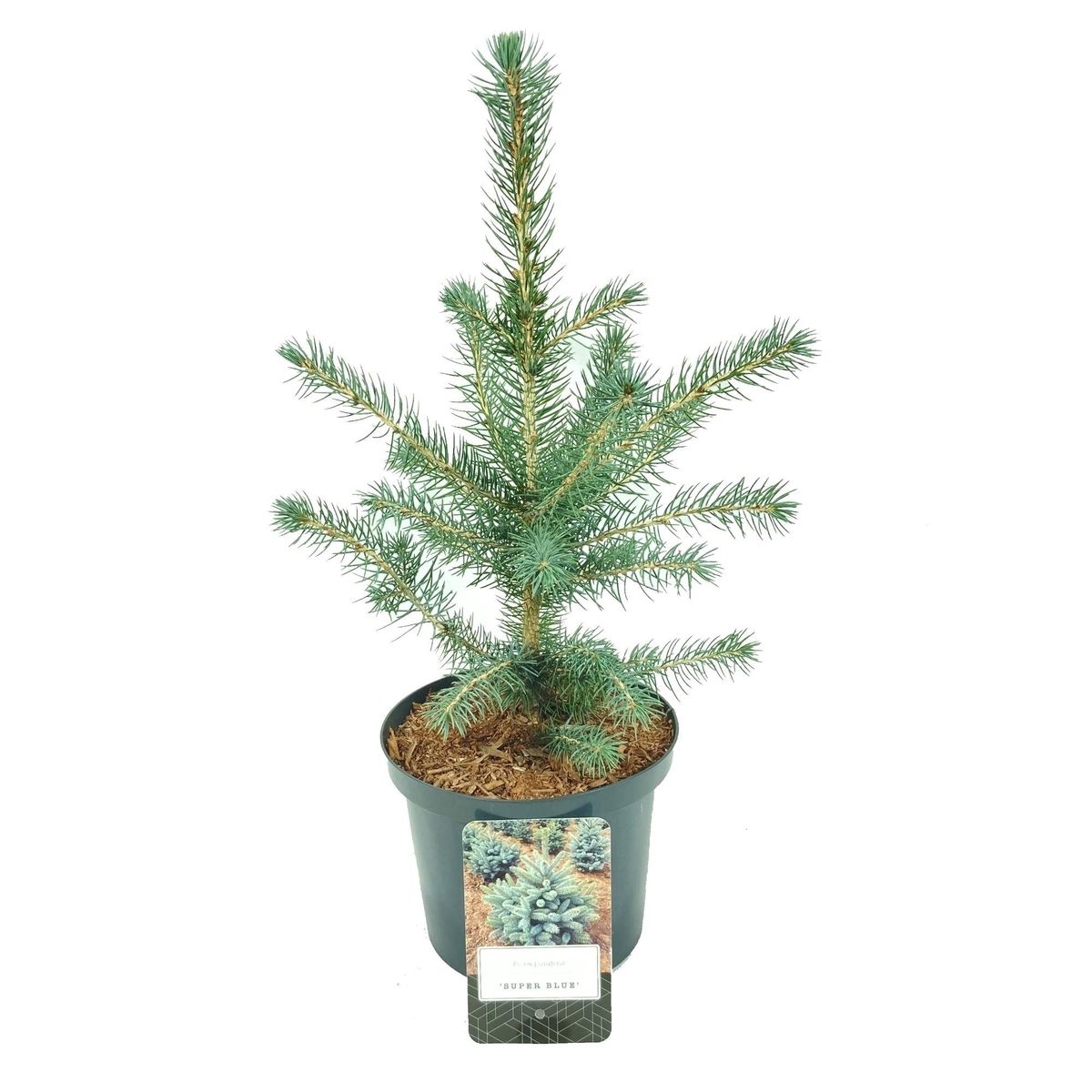 Picea pungens SUPER BLUE SEEDLING — Plant Wholesale FlorAccess