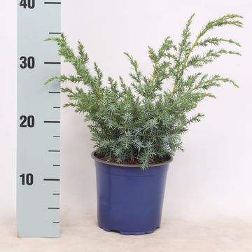 Juniperus chinensis 'Blue Alps'