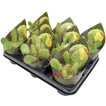 Opuntia polyacantha juniperina