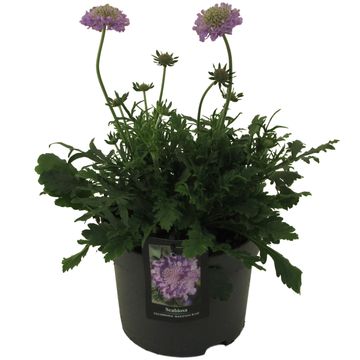 Scabiosa columbaria 'Mariposa Blue'