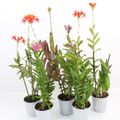Epidendrum MIX