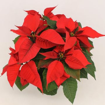 Euphorbia pulcherrima CHRISTMAS FEELINGS
