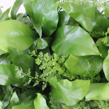 Asplenium MIX