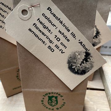 Puschkinia scilloides libanotica 'Alba'