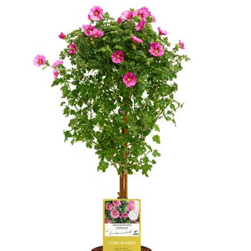 Anisodontea capensis