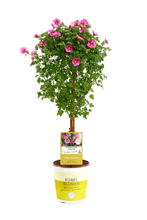 Anisodontea capensis