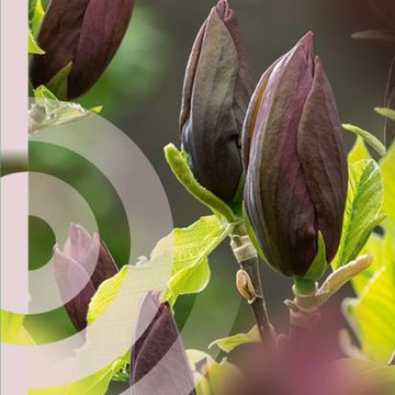 Magnolia 'Black Beauty'