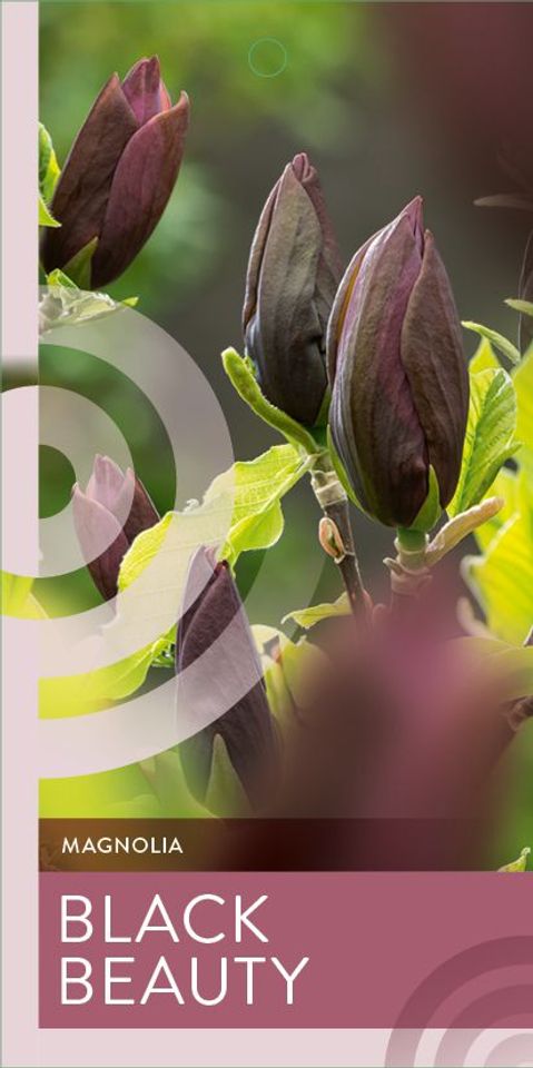 Magnolia 'Black Beauty'