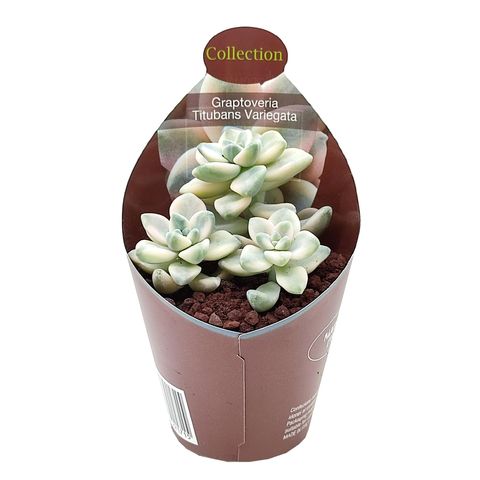 x Graptoveria 'Titubans Variegata'