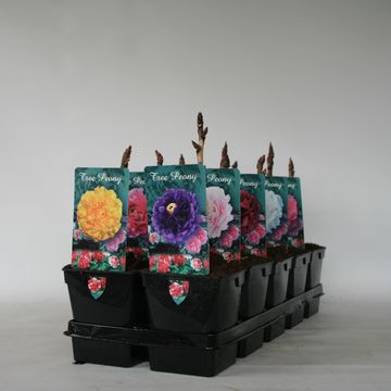 Paeonia suffruticosa MIX