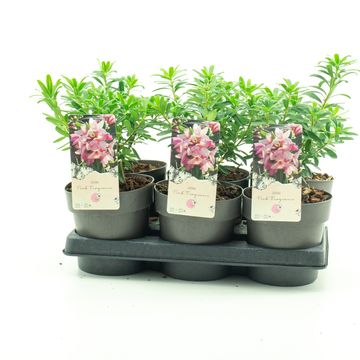 Daphne x transatlantica PINK FRAGRANCE