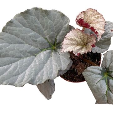 Begonia 'Grey Earl'