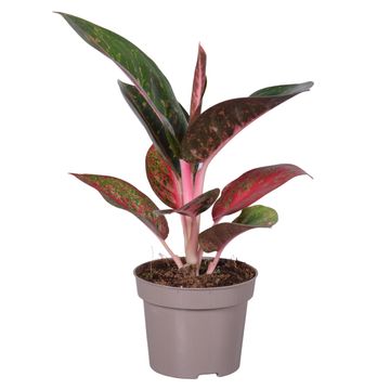 Aglaonema DARK PINK STAR