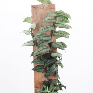 Rhaphidophora honkongensis 'Variegata'