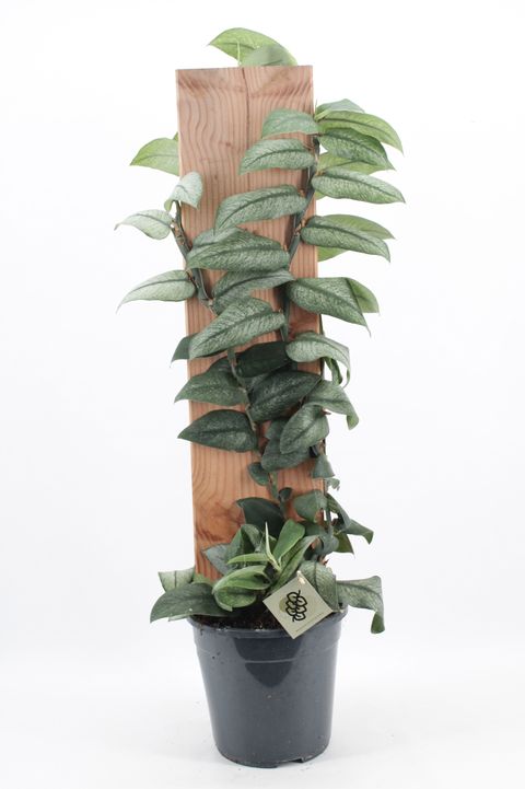 Rhaphidophora honkongensis 'Variegata'