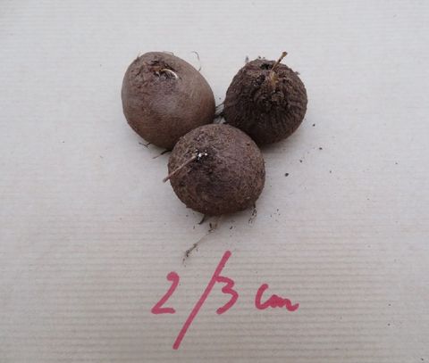 Dioscorea elephantipes