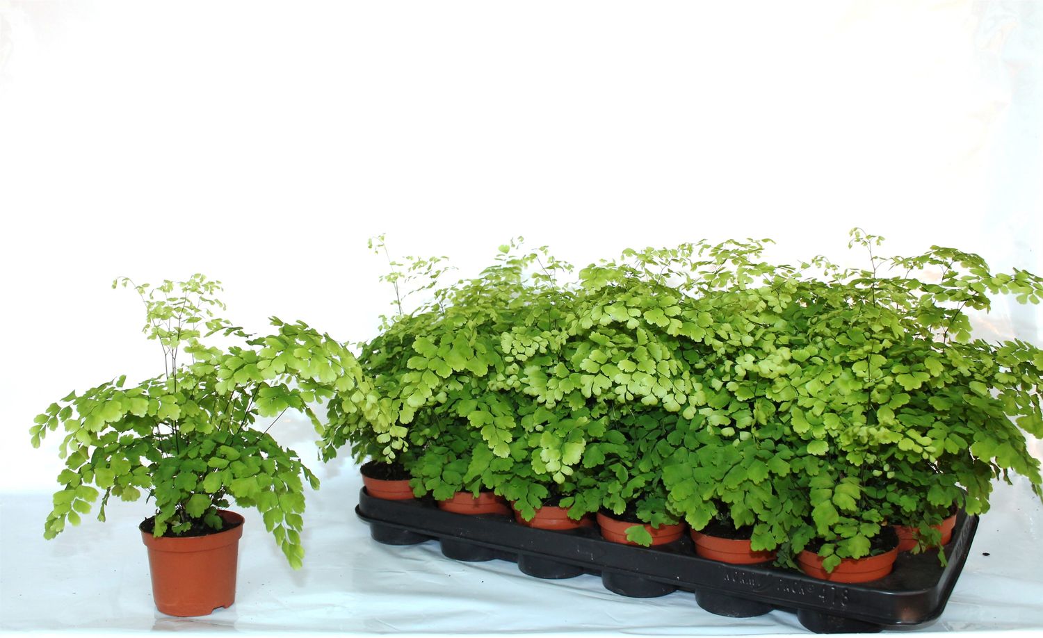 Adiantum raddianum 'Fragrans' — Plant Wholesale FlorAccess