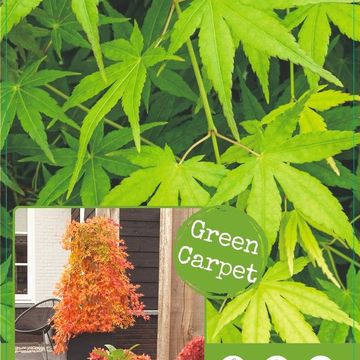 Acer palmatum 'Ryusen'