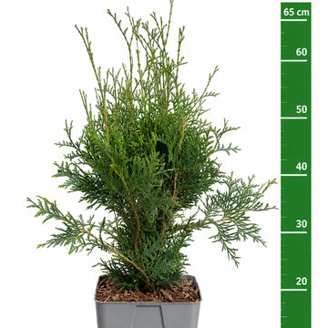Thuja occidentalis 'King of Brabant'