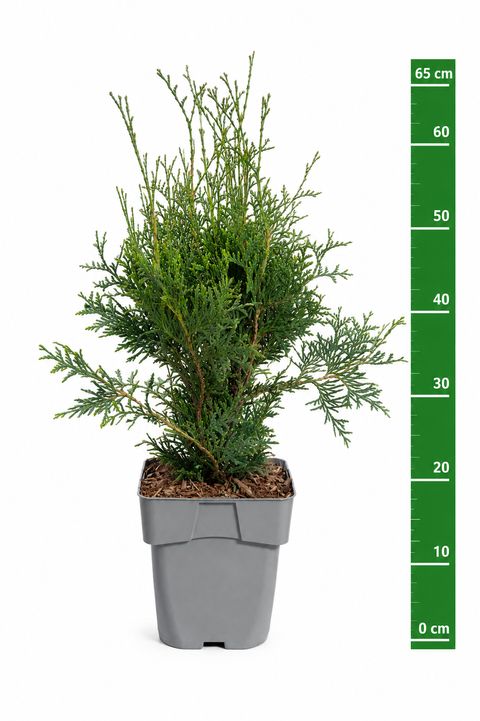 Thuja occidentalis 'King of Brabant'
