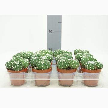 Echinopsis multiplex