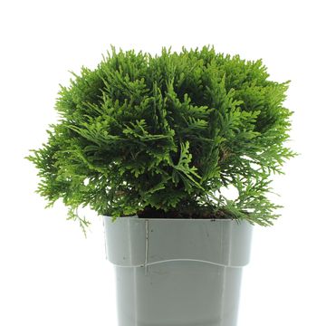 Thuja occidentalis 'Danica'