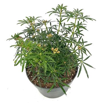 Choisya WHITE DAZZLER