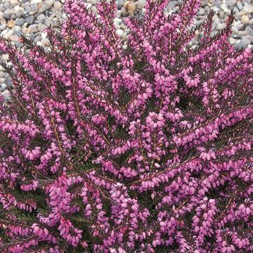 Erica x darleyensis 'Kramer's Rote'