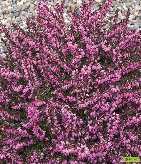 Erica x darleyensis 'Kramer's Rote'