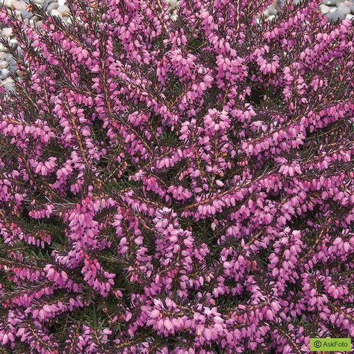 Erica x darleyensis 'Kramer's Rote'