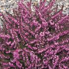 Erica x darleyensis 'Kramer's Rote'