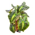 Colocasia 'Hybrid Sita'