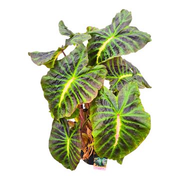 Colocasia 'Hybrid Sita'