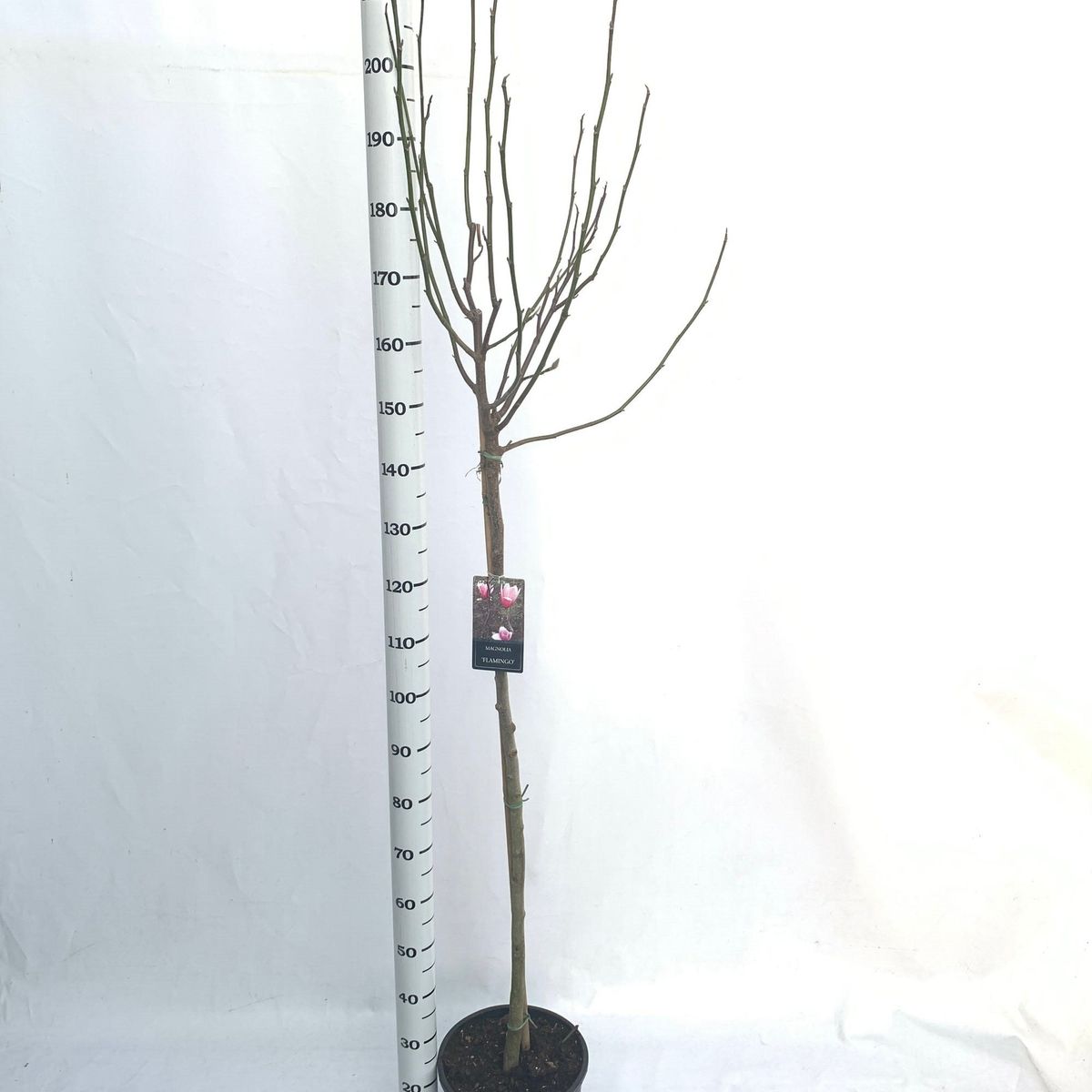 Magnolia 'Flamingo' — Plant Wholesale FlorAccess