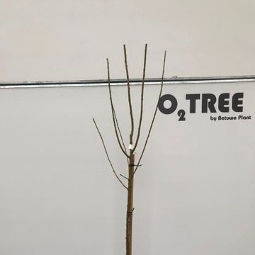 +Laburnocytisus adamii