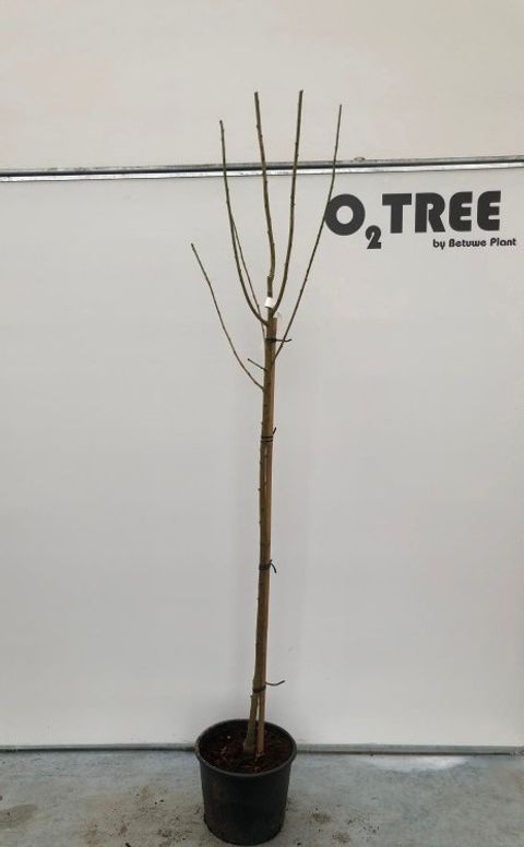 +Laburnocytisus adamii