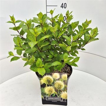 Cephalanthus occidentalis