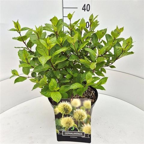 Cephalanthus occidentalis