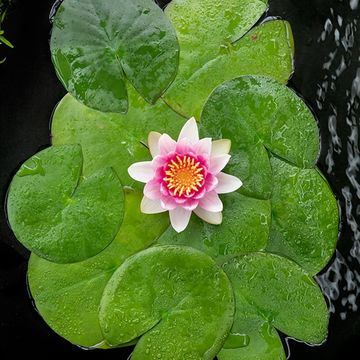 Nymphaea 'Attraction' Nymphaea 'Attraction'