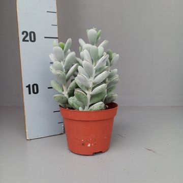 Cotyledon orbiculata