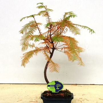 Metasequoia glyptostroboides