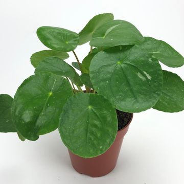 Pilea peperomioides