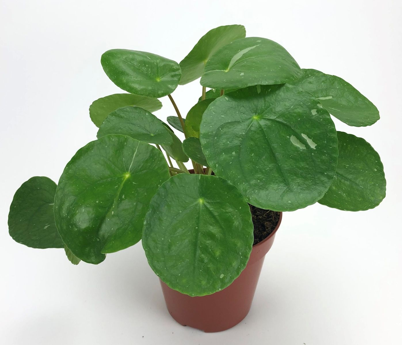 Pilea Интернет Магазин Растений