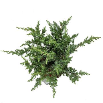 Juniperus conferta 'Schlager'